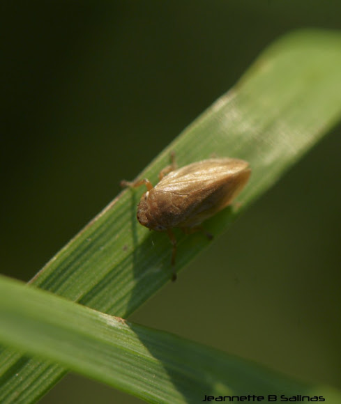Spotting Image 1