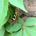 Jersey Tiger
