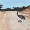 Emu and Babies