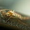 Chironomidae