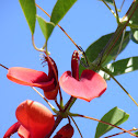 Ceibo (Cockspur Coral Tree)