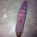White-blotched Heterocampa