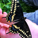 Black swallow tail