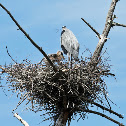 Great Blue Heron (on nest with young)