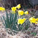 Daffodils