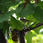Eurasian Tree Sparrow, Maya