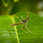 assasin bug