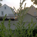 Goldenrod