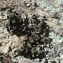 Lichen