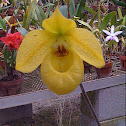 Ladies Slipper Orchid