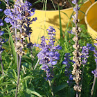 lavender