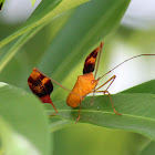 Leaf-footed Bug