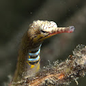 Yellow Banded Pipefish