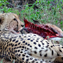 Cheetah on a fresh kill