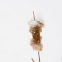 Cattail