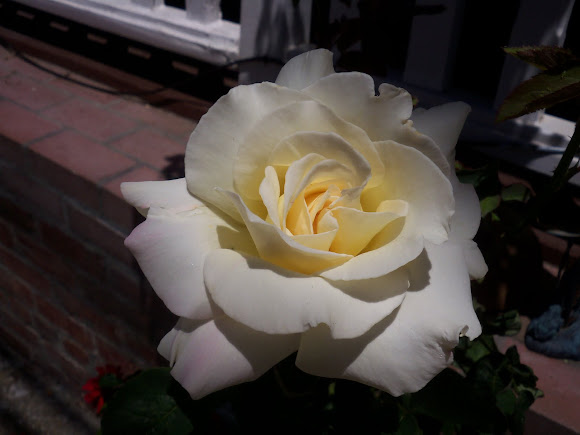 Spotting Image 1