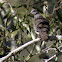 Spotted Dove
