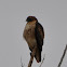 Red-Tailed Hawk