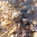 Wolf Spider