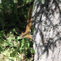 Red Squirrel