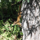 Red Squirrel