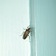 Photuris Firefly