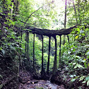 Strangler Fig