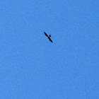 Mississippi Kite