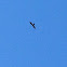 Mississippi Kite