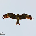 Black Kite