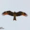 Black Kite