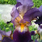 Bearded Iris