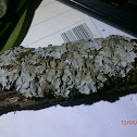 Heterodermia obscurata?