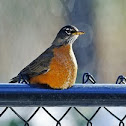 American robin