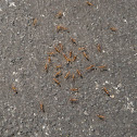 Red Harvester Ants