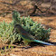Female Mulga Parrot  