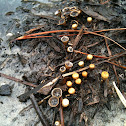 birds nest fungus (probably Cyathus stercoreus)