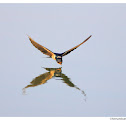Barn Swallow