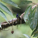 Violet-Headed Hummingbird