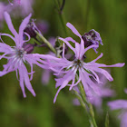 Ragged-Robin, Kuckucks-Lichtnelke