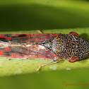 Glassy-winged Sharpshooter