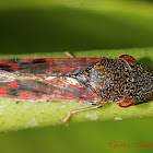 Glassy-winged Sharpshooter