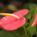 Red Anthurium