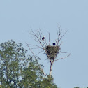 Bald Eagles