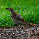 Brown Thrasher with Siamese Twin