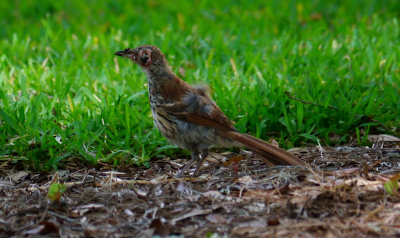 Spotting Image 1