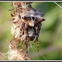 Star-bellied Orb Weaver Spider