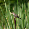 Red-winged Blackbird