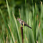 Red-winged Blackbird