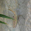 Praying mantis